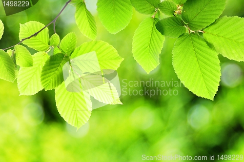 Image of green summer leaf