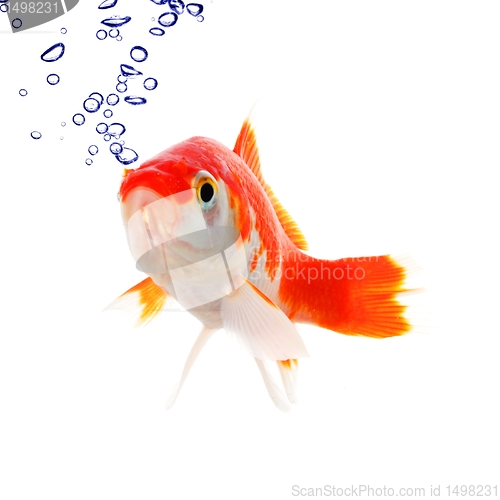 Image of goldfish and bubbles