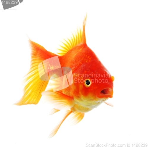 Image of goldfish