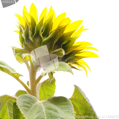 Image of sunflower