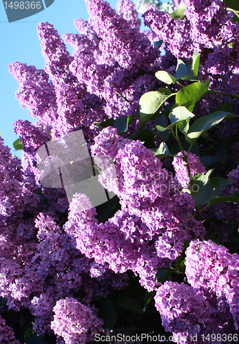 Image of Lilac with leaves on a blue sky background