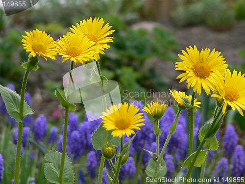 Image of Yellow flowers