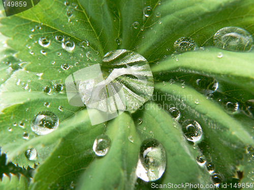 Image of Dew on leaf