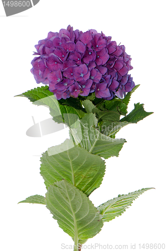 Image of Lacecap Hydrangea (macrophylla normalis)