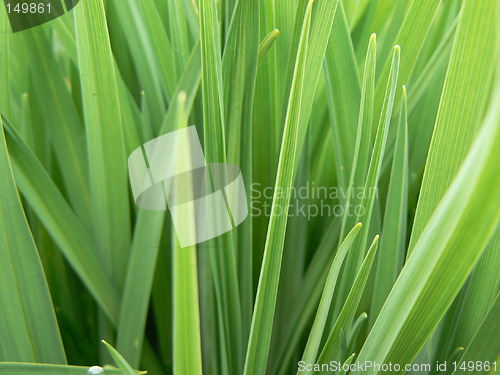 Image of Green grass