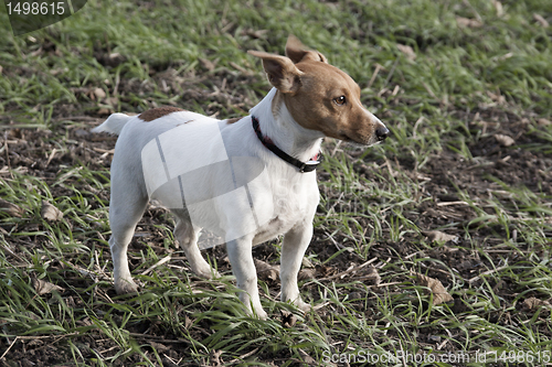 Image of Jack Russell terrier