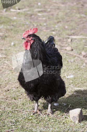 Image of Cochin hen