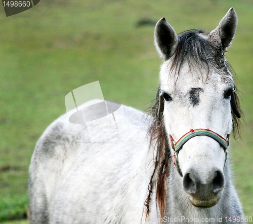 Image of Grey horse