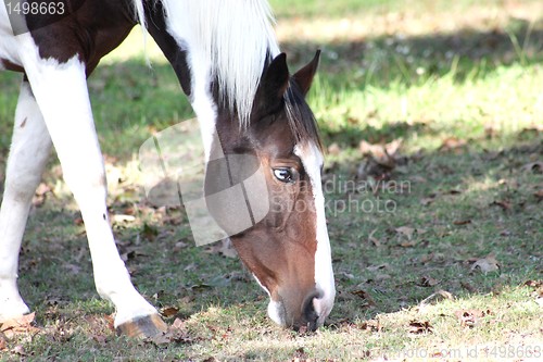 Image of Close up of horse grazing