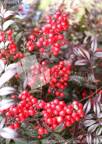 Image of Red berries on bush