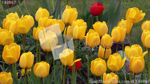 Image of Yellow tulips