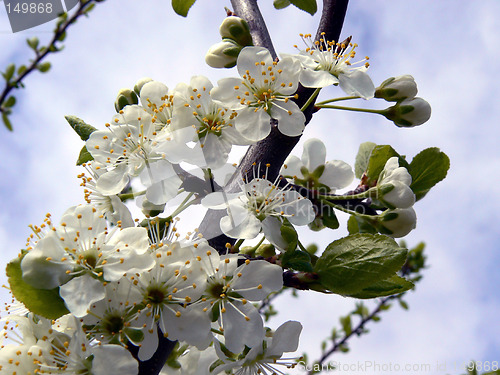 Image of Apple blossom