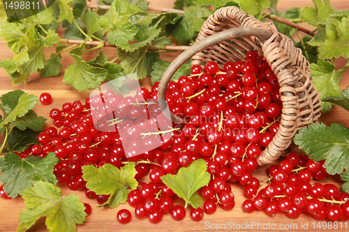 Image of Red currants