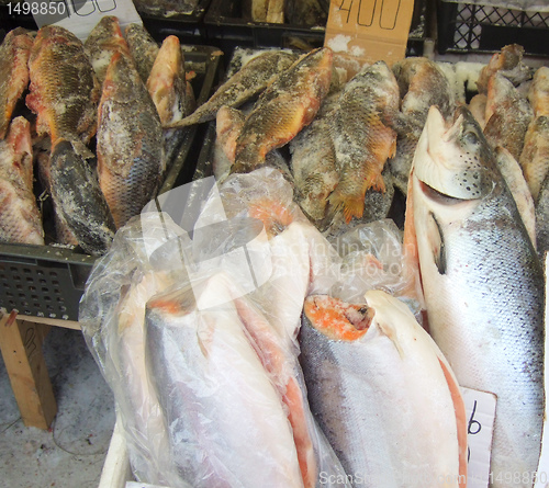 Image of frozen fish
