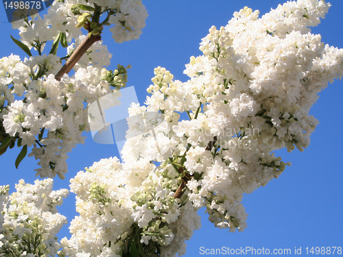Image of White lilac on a blue sky as background 