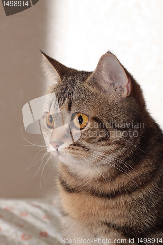 Image of Cat is looking
