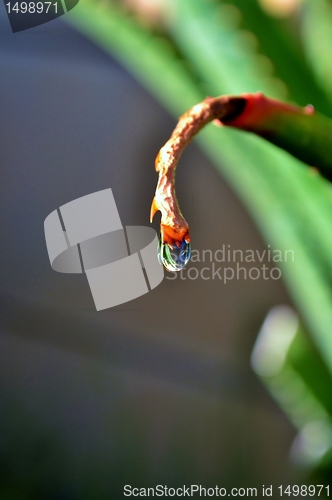 Image of raindrop on aloe vera leaf