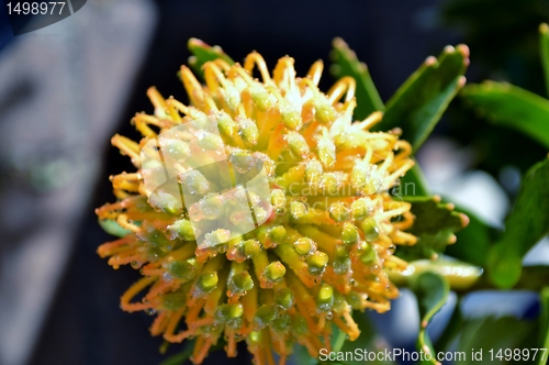 Image of Pincushion blossom