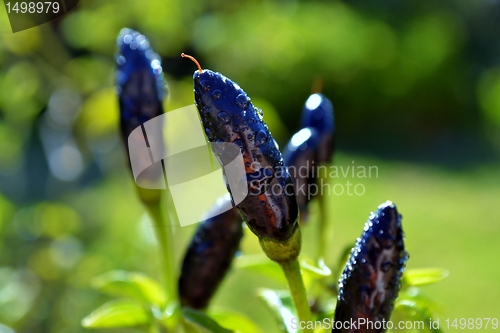 Image of Black Chilli Pepper