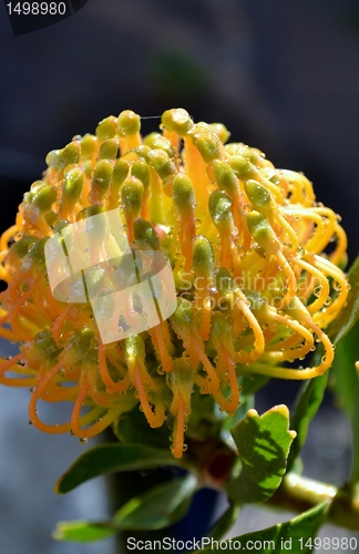 Image of Pincushion blossom