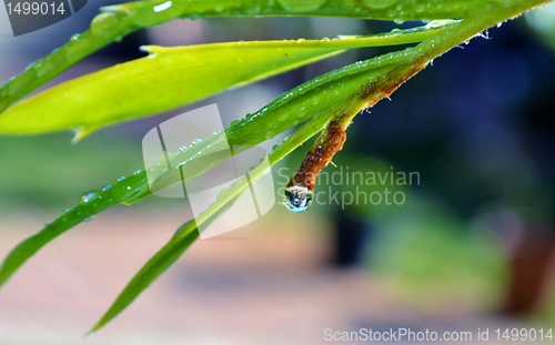 Image of Karoo Cycad e lehmannii