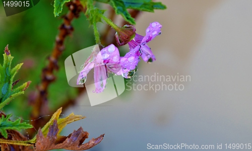Image of Macro of colorful flower with water drops in bright sunlight