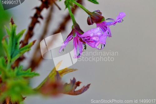 Image of Macro of colorful flower with water drops in bright sunlight