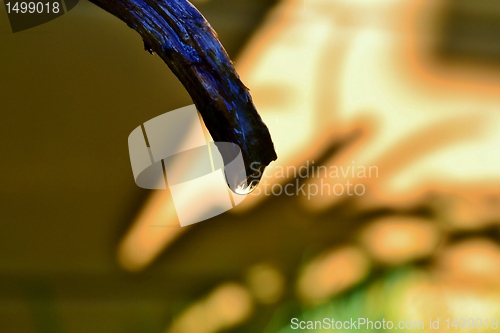 Image of raindrop on aloe vera leaf