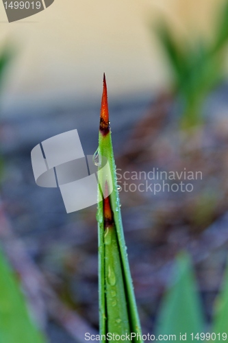 Image of Agave thorn