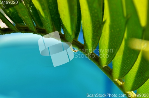 Image of Karoo Cycad e lehmannii