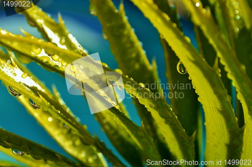 Image of Karoo Cycad e lehmannii