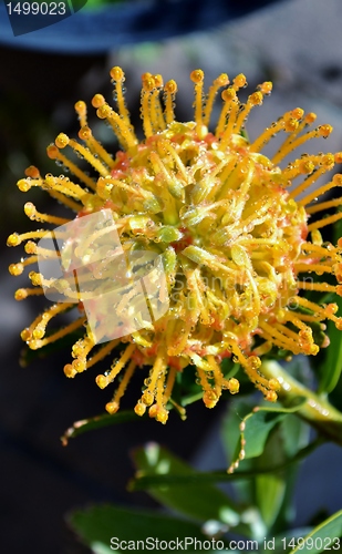 Image of Pincushion blossom