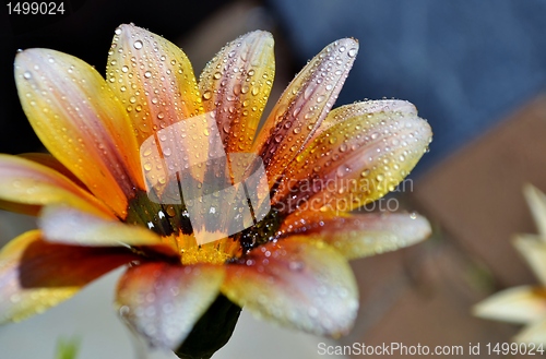 Image of Macro of colorful flower with water drops in bright sunlight