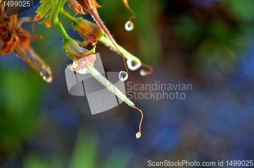 Image of Macro of colorful flower with water drops in bright sunligh