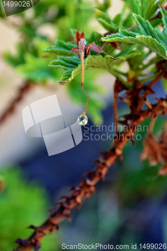 Image of Macro of colorful flower with water drops in bright sunlight