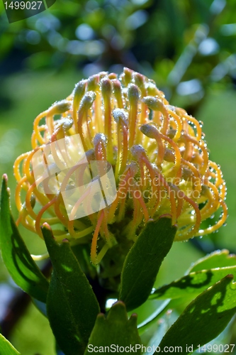 Image of Pincushion blossom