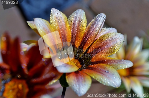 Image of Macro of colorful flower with water drops in bright sunlight