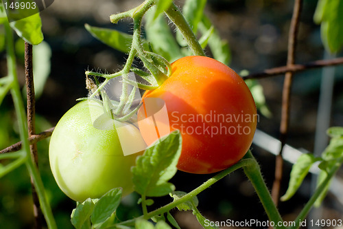 Image of Tomatoes