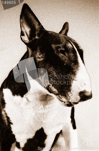 Image of Bull terrier