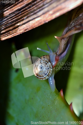 Image of Macro image of a snail on an green aloe vera leaf with red spikes