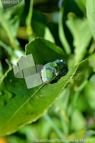 Image of Makro image of big green caterpillar on plant stem