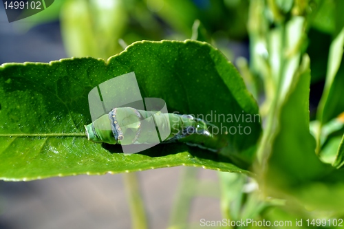 Image of Makro image of big green caterpillar on plant stem