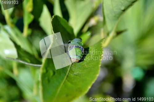 Image of Makro image of big green caterpillar on plant 