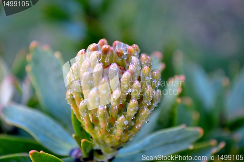 Image of Close up of common pincushion blossom with raindrops