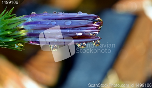 Image of Macro of flower with water drops in bright sunlight