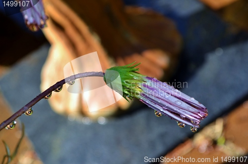 Image of Macro of flower with water drops in bright sunlight