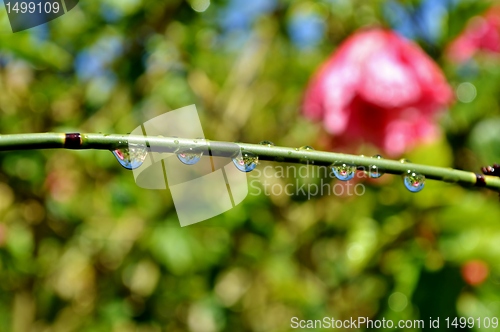 Image of Raindrops on bamboo grass