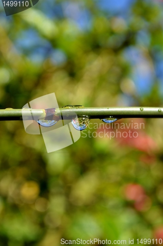 Image of Raindrops on bamboo grass