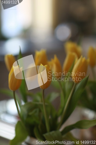Image of tulips