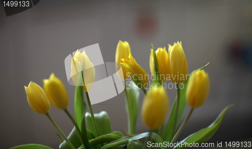 Image of tulips 